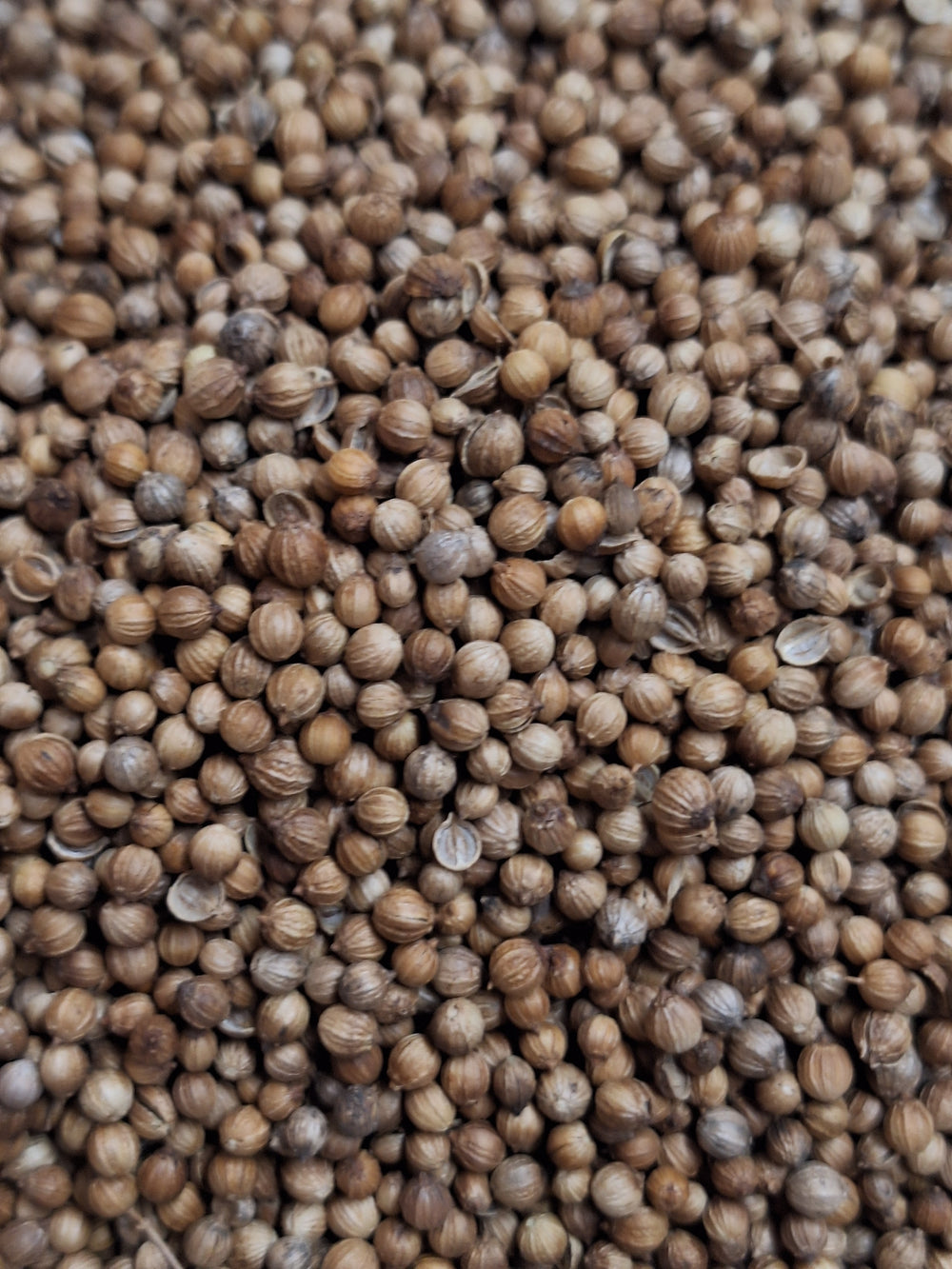 Koriandersamen ganz 100g